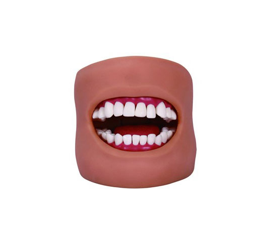 口腔清潔模型(帶臉頰)