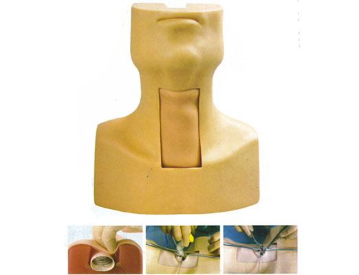 高級環(huán)甲膜穿刺及氣管切開插管訓(xùn)練模型