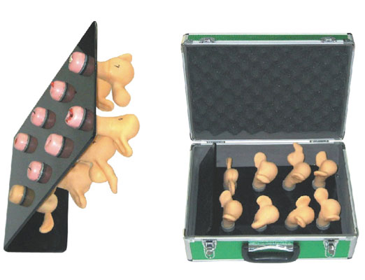 子宮宮頸病變模型八件套