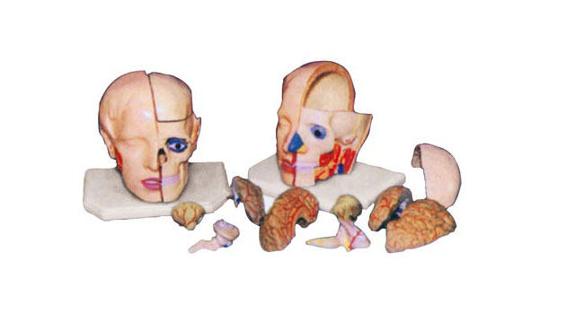 頭解剖附腦模型
