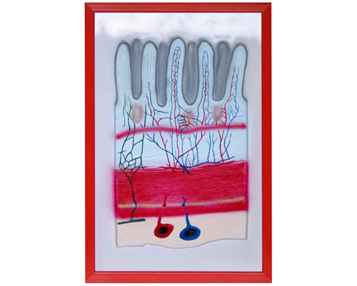 消化道放大浮雕模型