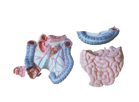 結(jié)腸空回腸解剖模型