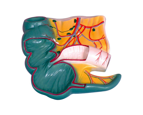 闌尾和盲腸解剖