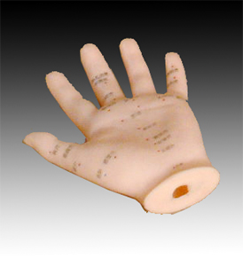 手針灸模型