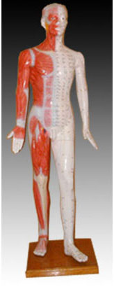 人體針灸模型