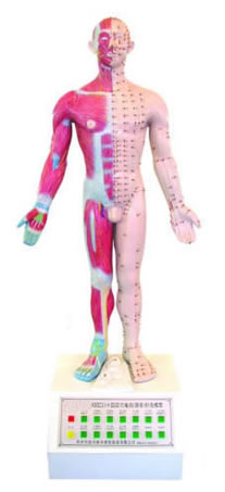 電動(dòng)十四針灸模型