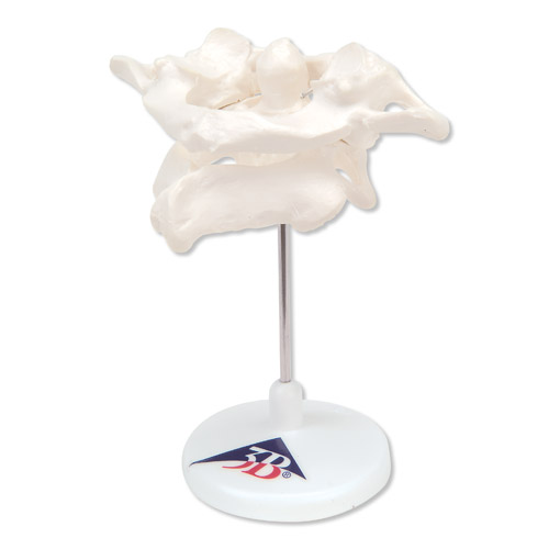 h(hun)׵͘׵Mڿɲж