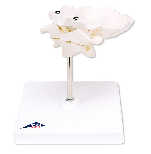 Ƭĭh(hun)׵͘׵Mڿɲж