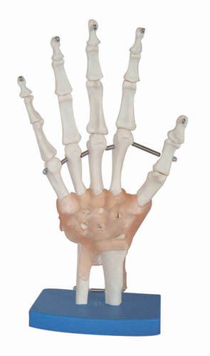 自然大手關(guān)節(jié)模型帶韌帶