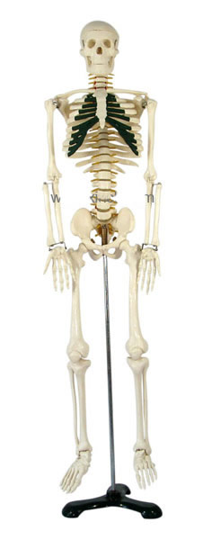 人體骨骼帶神經(jīng)模型